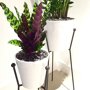 Calathea 'Insignis'